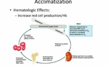 The Acclimatization Process