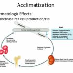 the-acclimatization-process